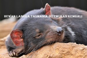 Hewan Langka Tasmania Ditemukan Kembali