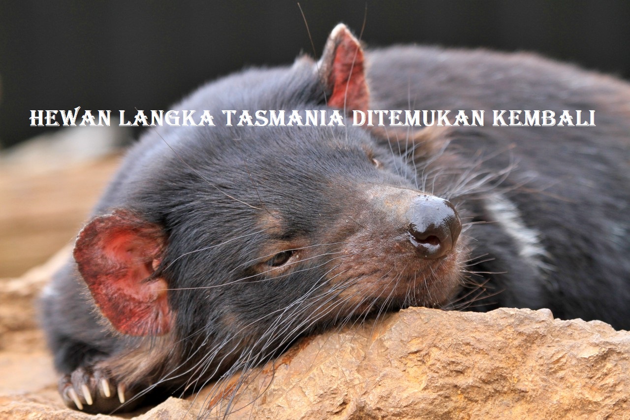 Hewan Langka Tasmania Ditemukan Kembali di Australia